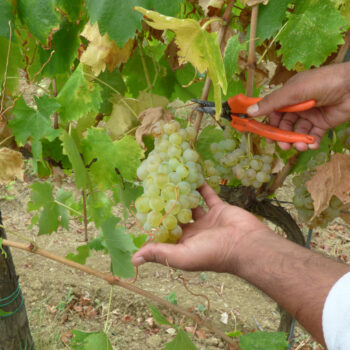 Vendemmia Vini San Gimignano