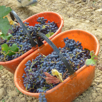 Vendemmia Chianti San Gimignano